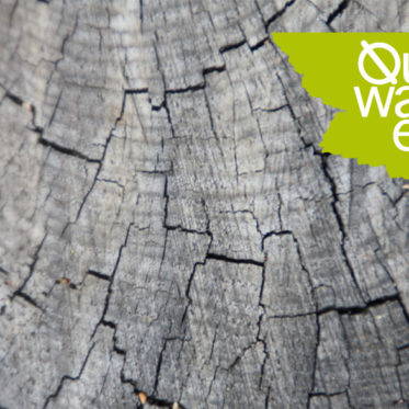 QuerWaldEin Workshop