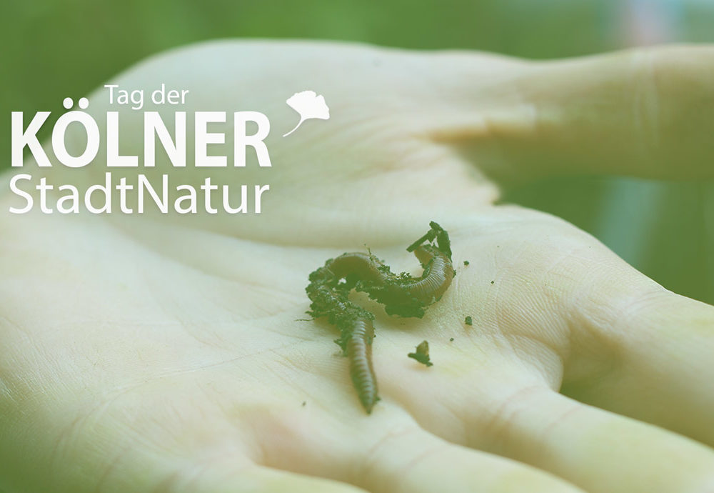 wilma in der wurmkiste beim tag der koelner stadtnatur 2017